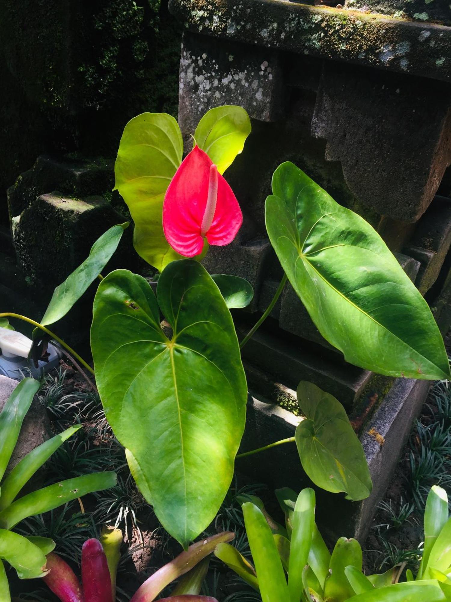 Tungeh Inn Ubud Eksteriør bilde